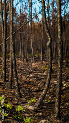 For  t des Landes de Gascogne ravag  e apr  s les incendies de l   t   2022  dans les environs de Landiras  en Gironde