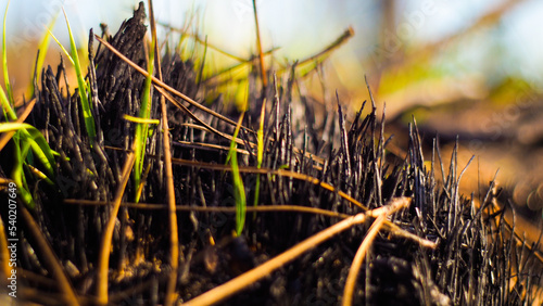 Forêt des Landes de Gascogne ravagée après les incendies de l'été 2022, dans les environs de Landiras, en Gironde photo