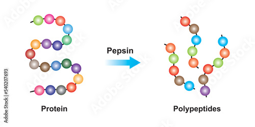Scientific Designing of Pepsin Enzyme Effect on Protein Molecule. Vector Illustration. photo