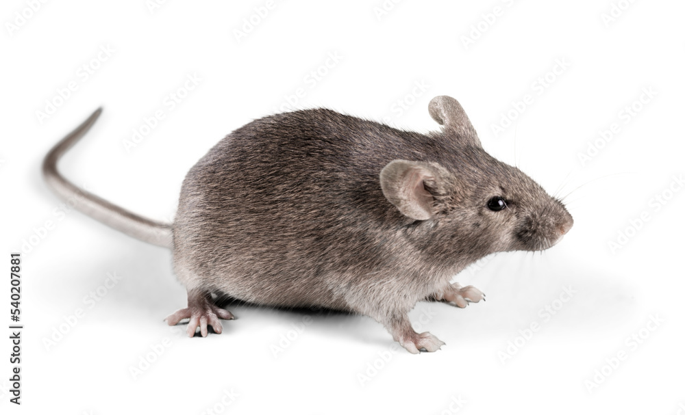 Mouse Mouse