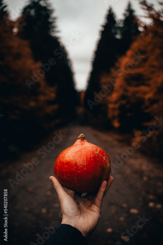 Kürbis Halloween Herbst Farben Wald