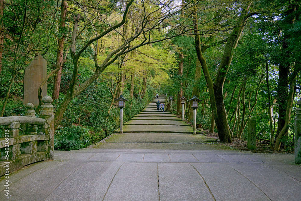 石川 白山比咩神社 表参道の風景