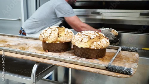 pastry chef quick picking ready panettone from oven, for cooling hang upside down photo