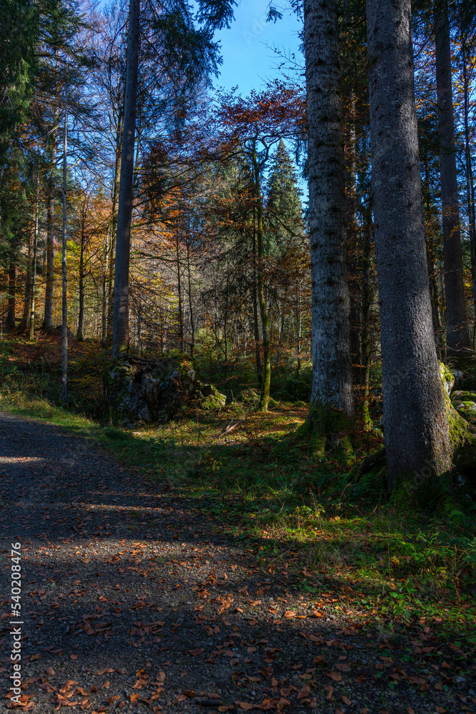 Sonnenstrahlen beleuchten die farbigen Blätter der herbstlichen Laubbäume im dunklen Wald. Farbige Buche im Märchenwald im Bregenzerwald, Vorarlberg. Der Herbst zeigt alle Farben! Sonnenstrahlen beleuchten die farbigen Blätter der herbstlichen Laubbäume im dunklen Wald. Farbige Buche im Märchenwald im Bregenzerwald, Vorarlberg. Der Herbst zeigt alle Farben!