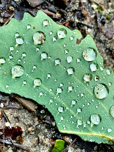 Krople wody na liściu dębowym o widocznej strukturze