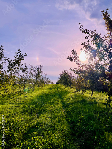 zachód słońca w młodym sadzie