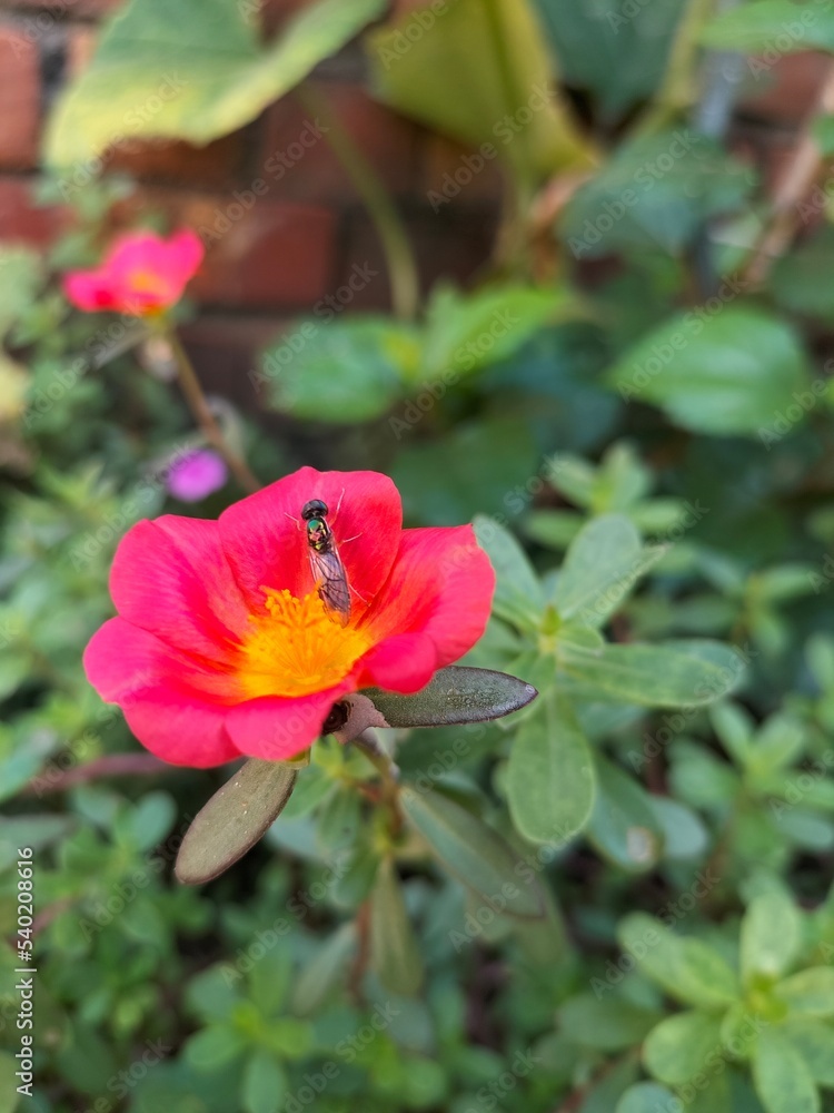 Hoverfly Insect On Red Beautiful Flower