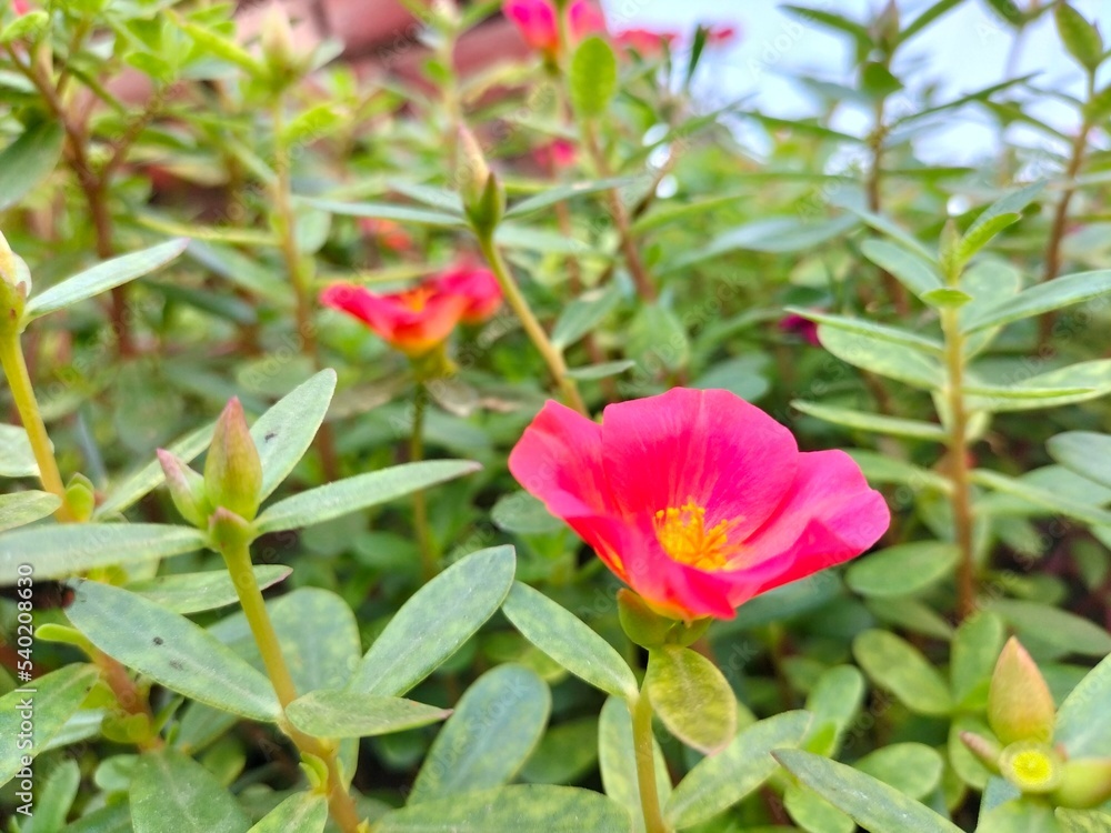 Purslane Flower With Green Leaves Background Purslane Flower With Green Leaves Background