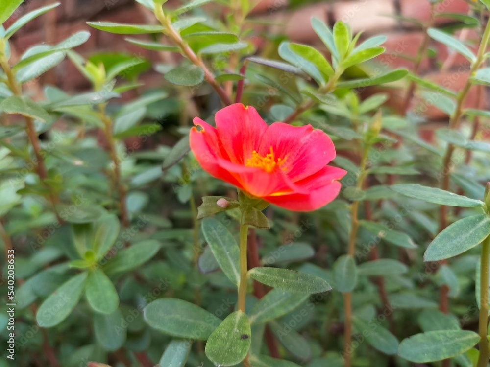 Red Purslane Flower In The Garden Red Purslane Flower In The Garden