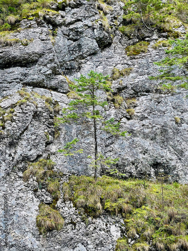 drzewo rosnące na skale