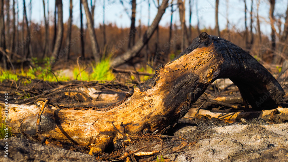 Forêt des Landes de Gascogne, ravagée après les incendies de l'été 2022, à proximité de Landiras Forêt des Landes de Gascogne, ravagée après les incendies de l'été 2022, à proximité de Landiras