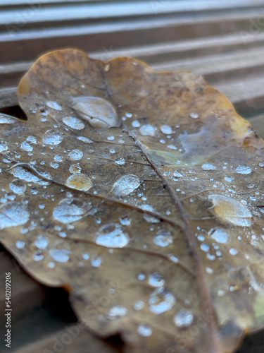 Krople wody na jesiennym liściu dębowym o widocznej strukturze