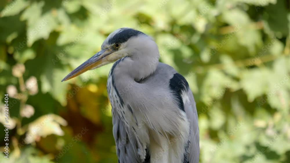 Close up of a Heron bird standing on a branch and looking around. Close up of a Heron bird standing on a branch and looking around.