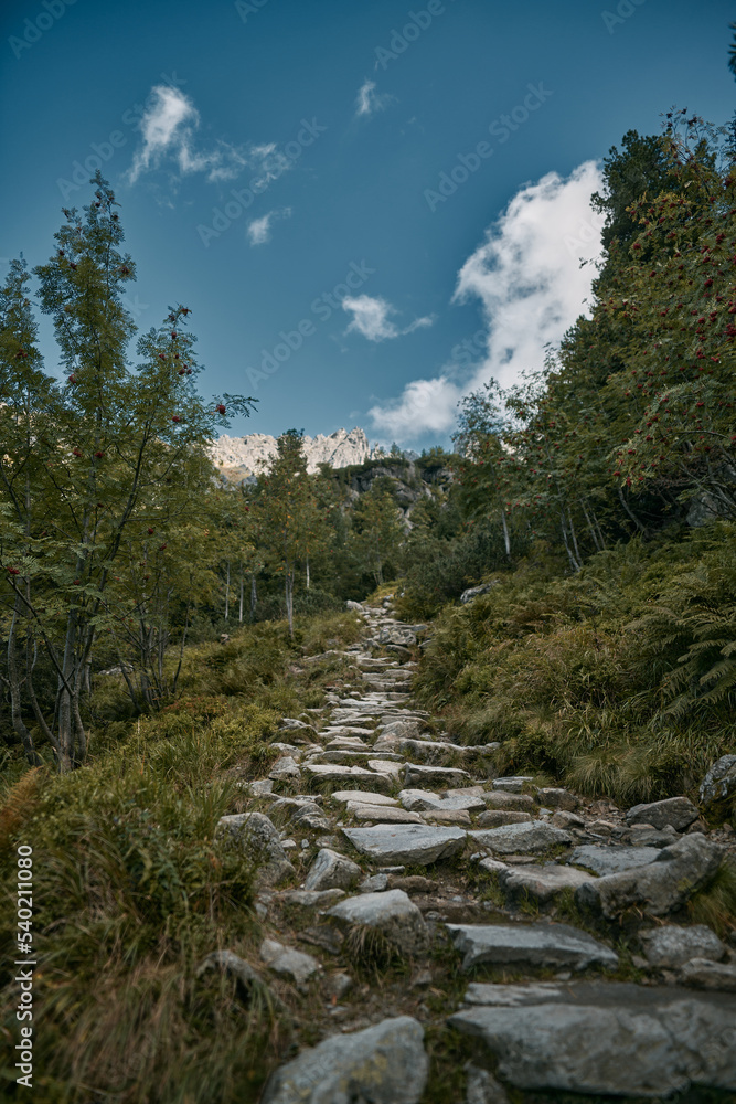 Forest on an autumn day. Natural background. Pines and foliage trees. Concept of POV hiking and walking in foggy mountain woods. Forest on an autumn day. Natural background. Pines and foliage trees. Concept of POV hiking and walking in foggy mountain woods.