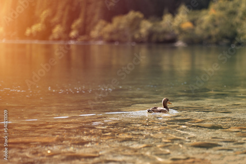 Fototapeta Naklejka Na Ścianę i Meble -  Duck at the lake. Wild duck swimming in the lake in the mountains. Animal at the Morskie Oko lake in Poland, Europe.