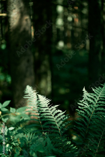 Fern leaves in the dark woods. Natural background. Fern grass leaf macro.