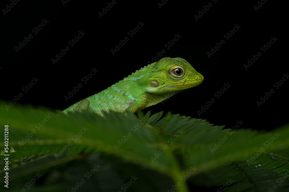 lizard on a leaf, green lizard lizard on a leaf, green lizard