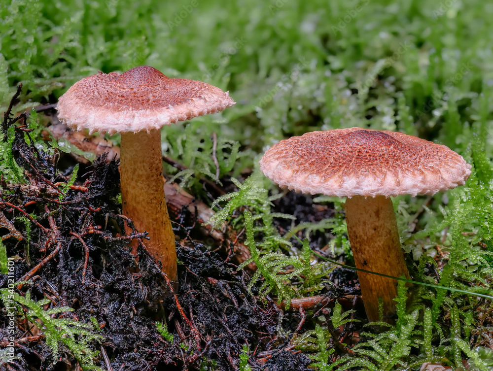 Bärtiger Ritterling (TRICHOLOMA VACCINUM) Bärtiger Ritterling (TRICHOLOMA VACCINUM)