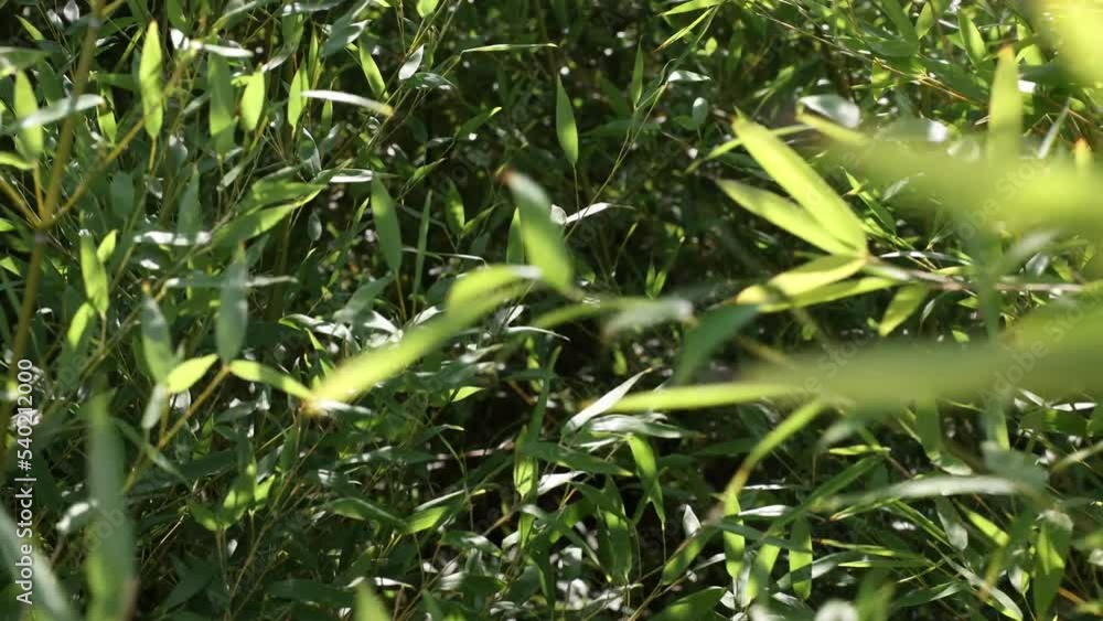 Bamboo leaves swaying in the high wind. Earth day or World Environment Day concept 4K video. Bamboo leaves swaying in the high wind. Earth day or World Environment Day concept 4K video.