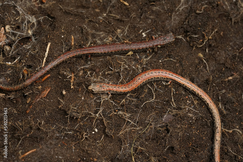 Closeup on a normal and abnormal colored the slender salamander , Batrachoseps attenuates