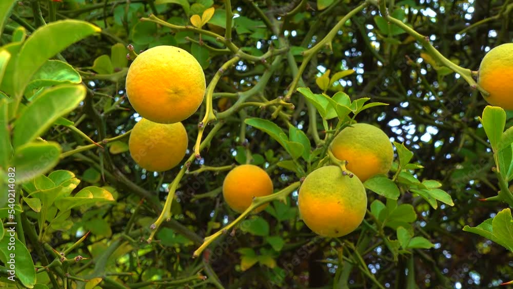 Ripe fruits on a tree (Citrus trifoliata, Poncirus trifoliata)
