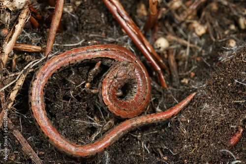 Closeup on a California slender salamander, Batrachoseps attenuates, curled up in the ground photo