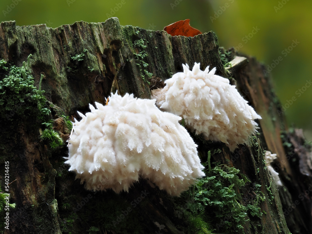 Gelbbrauner Polsterpilz (Ptychogaster albus) Gelbbrauner Polsterpilz (Ptychogaster albus)