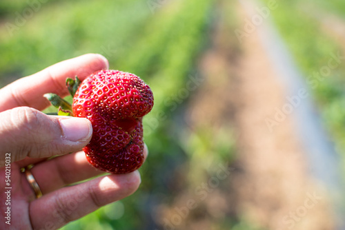 African American woman, Black woman hands holding a funny ugly strawberry, strawberry farm, fruit picking