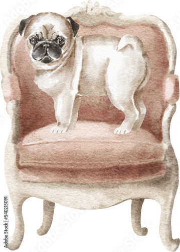Pug puppy in the armchair