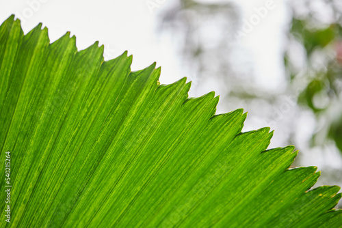 A beautiful of fan palm leaf texture photo