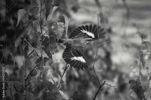 Fototapeta Grayscale closeup of a mockingbird taking flight trees blurred background