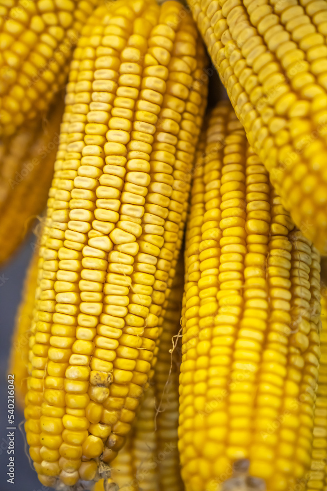 A bunch of corn on the cob hanging on the wall A bunch of corn on the cob hanging on the wall