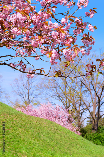 Sakura around Fliegeberg hill in Liliental park, South Berlin. Pink sakura twigs with flowers in front of hill covered with green grass. Famous place in public park in Berlin, Germany.