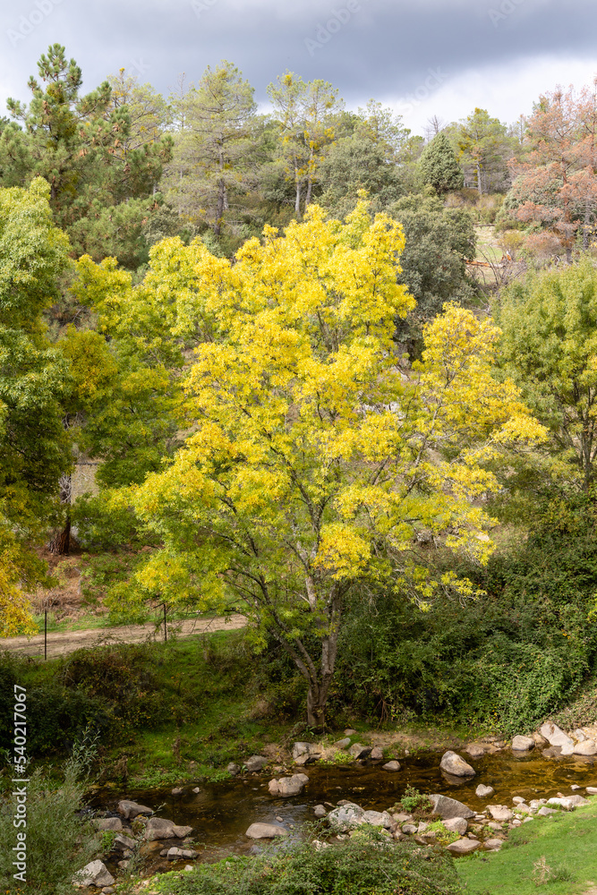 first autumn colors on the banks of the Cofio river in Robledo de Chavela, Madrid
