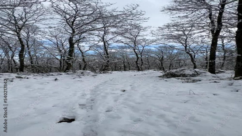 POV shot of Hiker walking through the snow covered trees in the forest POV shot of Hiker walking through the snow covered trees in the forest