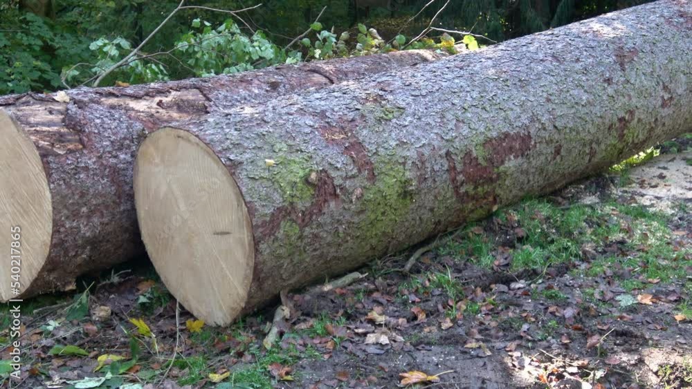 Two felled tree trunks lying on the forest ground Two felled tree trunks lying on the forest ground