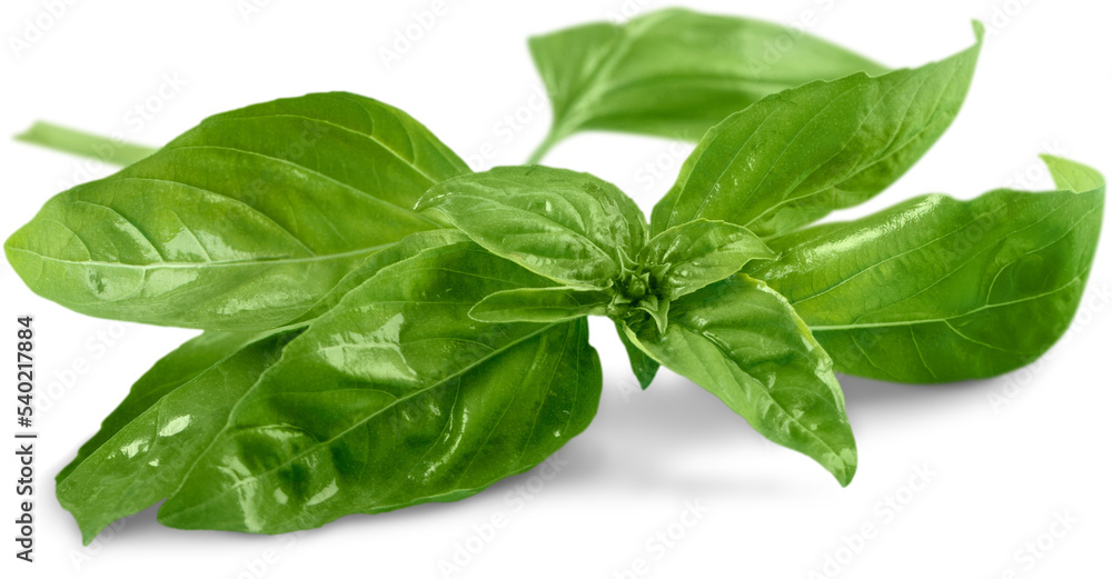 Basil Leaves Basil Leaves