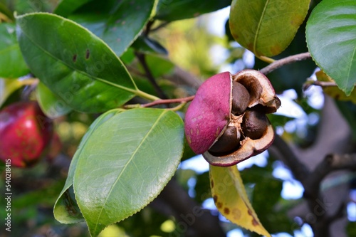 椿の実と椿の種