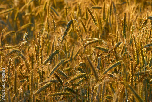 Beer barley lit by the sun. A field with cereals. photo