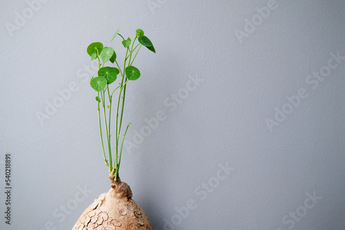Stephania erecta Craib, Ornamental indoor plants minimalist style for Interior home decoration isolated on gray background with copy space, Fresh green leaves or vine with lovely shapes. photo
