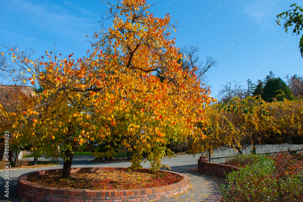 Naklejka premium Selective focus. Autumn Park. A beautiful yellow tree.
