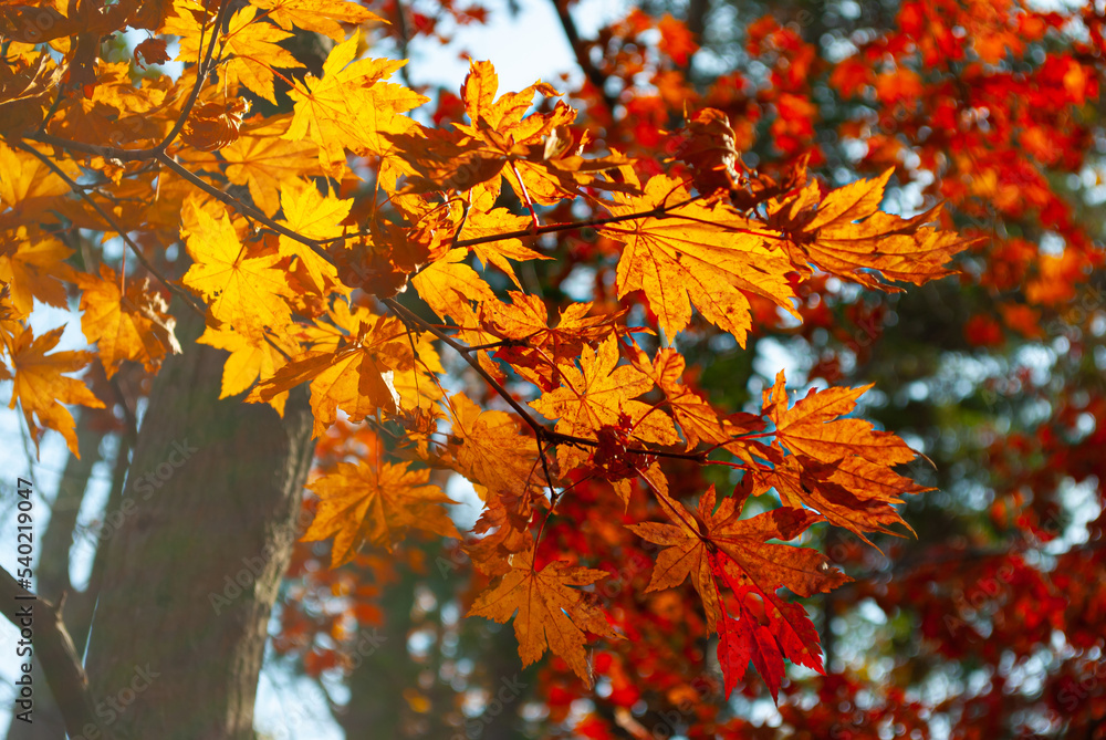 Selective focus. Orange maple leaves. Autumn background. Selective focus. Orange maple leaves. Autumn background.
