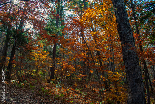 Blurred background. Autumn forest. November. 