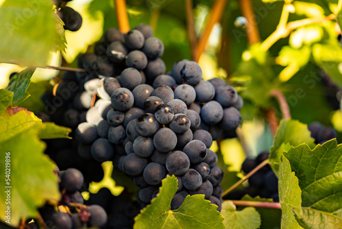 Blue grapes hanging between green leave. Red wine from the Rheingau in Germany. Grapes are ready to harvest. photo
