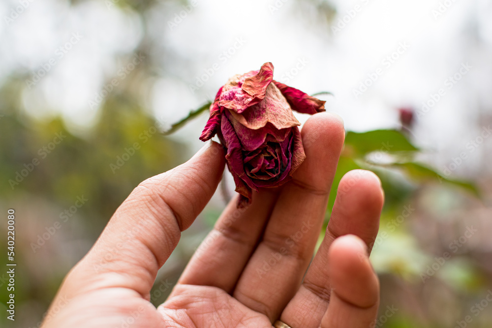 rose, dried rose, flower, flowers, woman, black woman, black, African American, black hands, African American hands, spring, holding, blossom, bloom, floral, hand, artistdevelopmentfund