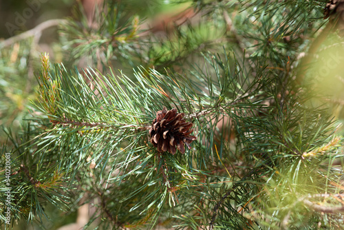 Zapfen im Nadelbaum