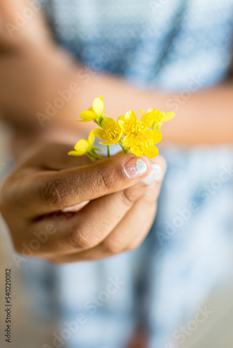 African American little girl hands holding yellow buttercup flowers from the garden, close up, macro