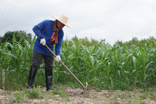 Принти на полотні Asian farmer is working at maize garden, wears rubber boots and holds a hoe to dig soil and get rid of grass weeds