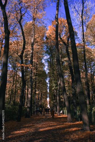 Fototapeta Naklejka Na Ścianę i Meble -  Autumn park