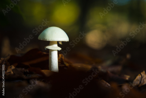 Champignons dans la forêt en automne